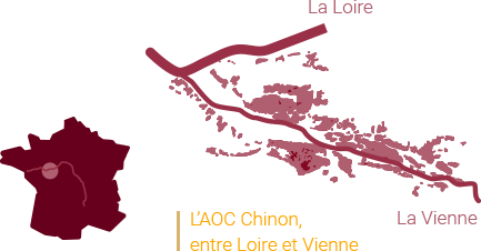 L'AOC Chinon, entre Loire et Vienne